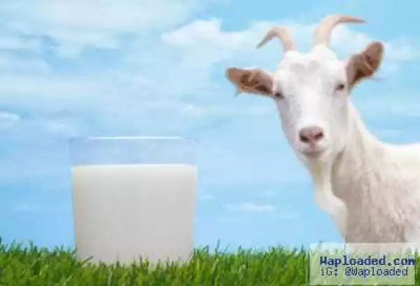University Of Ilorin To Commence Production Of Goat Milk